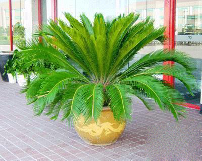 適合家里養(yǎng)的綠植有哪些